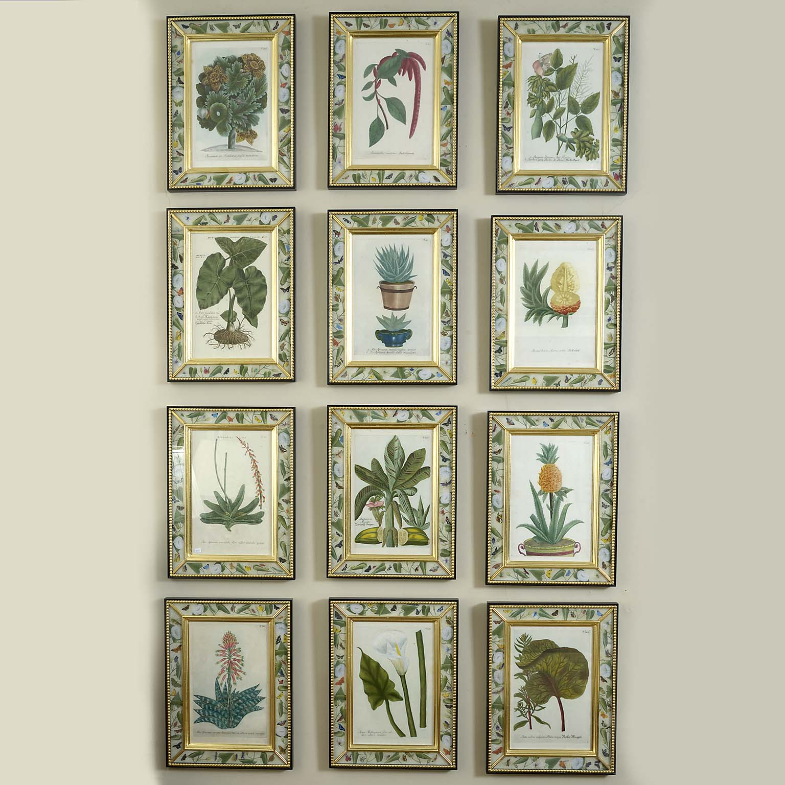 Set of 12 Hand Coloured Botanical Engravings by Johann Wilhelm Weinmann