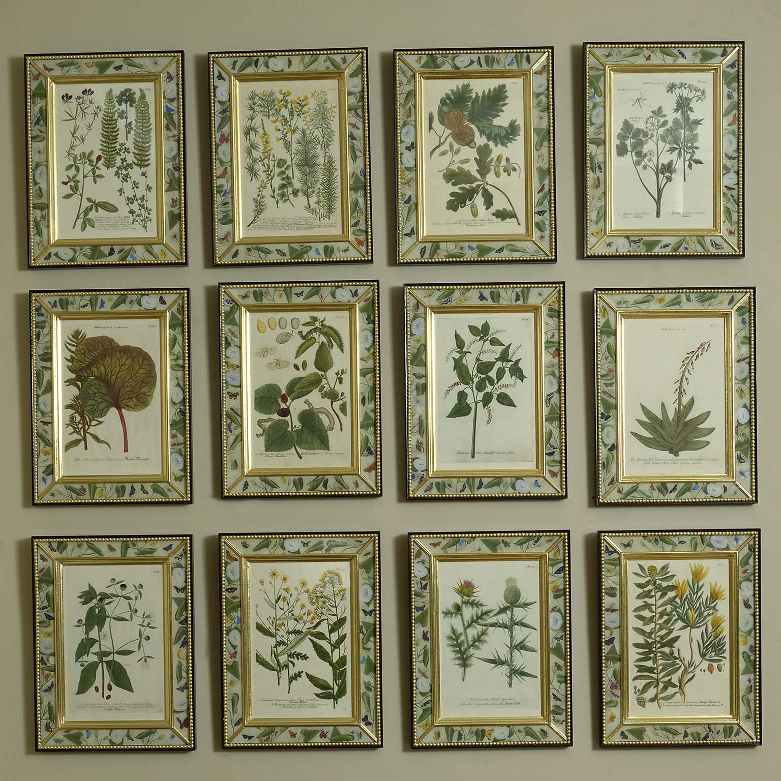 12 Hand Coloured Botanical Engravings by Johann Wilhelm Weinmann