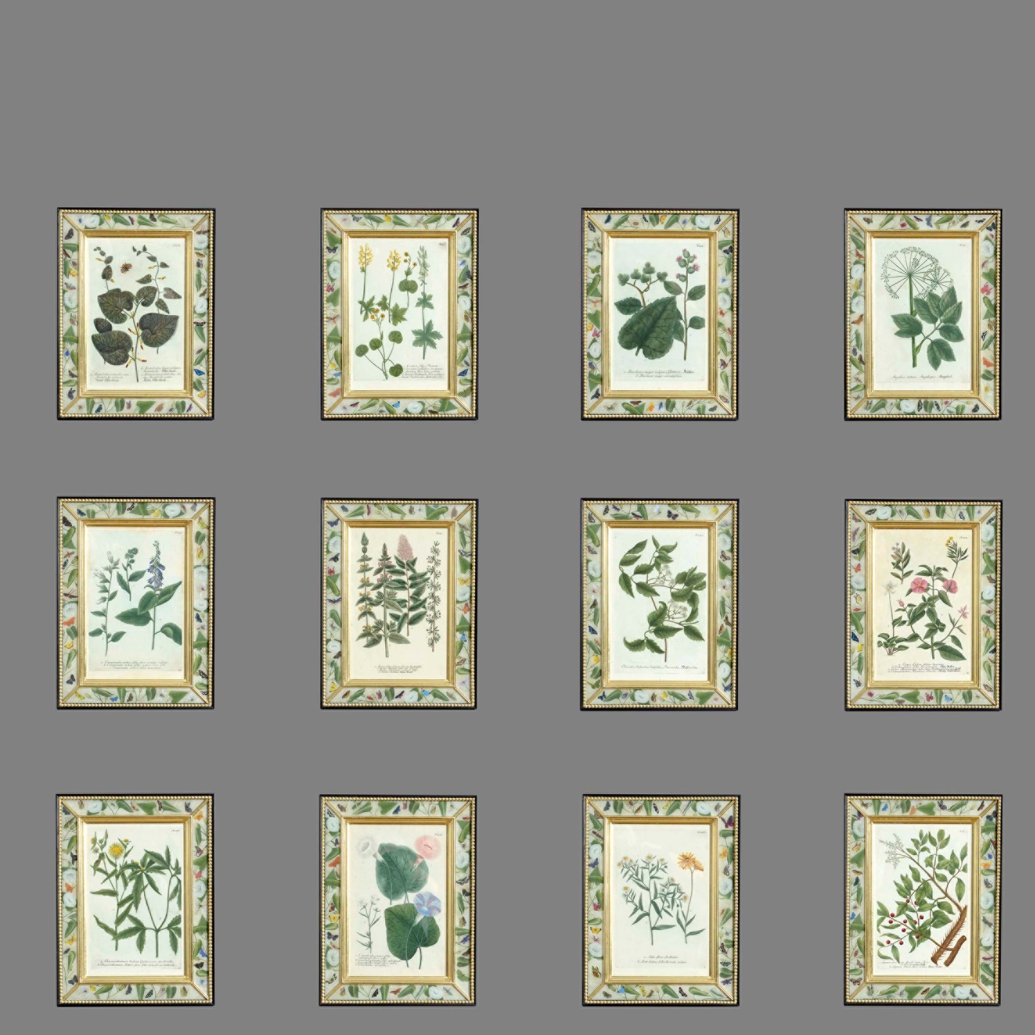 Set of Twelve Hand Coloured Botanical Engravings by Johann Wilhelm Weinmann